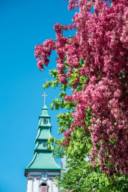 Cennet ağacı çiçeğiyle büyüleyici bahar manzarası ve Ternopil 'de gökyüzüne karşı haçı olan antik kilisenin kubbesi..