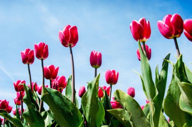 Güzel çiçekler gökyüzüne karşı kırmızı laleler (rahatlama, özel, ayrıcalıklı, alternatif - kavram)