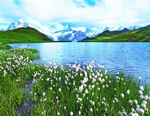 Eriophorum sheuchzeri 'nin göl kenarındaki muhteşem manzarası. İsviçre Alpleri, Wetterhorn, Schreckhorn, Finsteraarhorn ve Bachsee. 