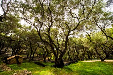 Yunanistan 'da bir bahçede zeytin ağaçları olan güzel, büyülü, ürkütücü bir manzara..