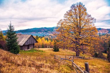 Karpat Dağları 'nda büyük sarı bir ağacı olan güzel sonbahar manzarası.