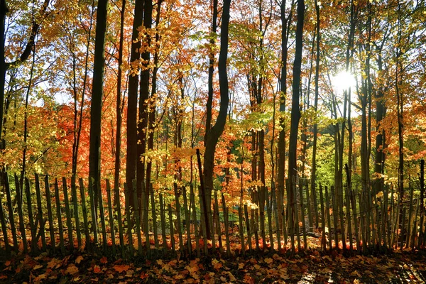 Солнечный Свет Сквозь Осенний Цвет Листьев Бликом Линзы — стоковое фото