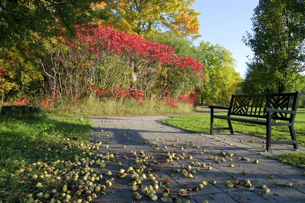 Sonbahar rengi - Yaban armudu meyvesi halka açık bir parkın tuğla zeminine düştü