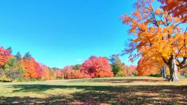 Kamu parkında sonbahar yaprağı rengi