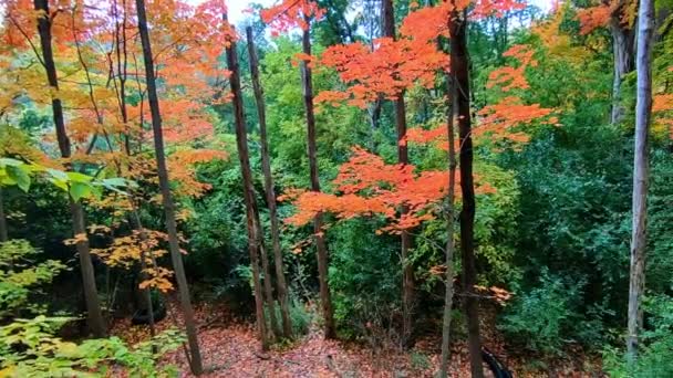 Осенний Цвет Листьев Долине — стоковое видео