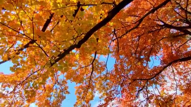 Folhas Outono Coloridas Contra Céu Azul Claro — Vídeo de Stock