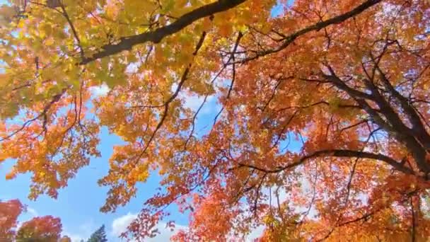 Folhas Coloridas Outono Balançando Vento — Vídeo de Stock