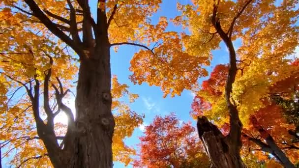 View Maple Trees Tilt Camera Angle — Stock Video