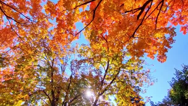 カエデの木の低角度のビュー — ストック動画