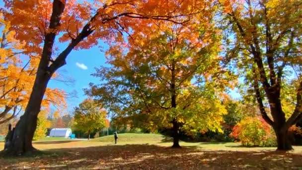Ujęcie Panoramiczne Jesiennego Koloru — Wideo stockowe