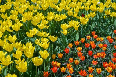 Red and yellow tulip in the public park, Toronto Botanical Garden clipart