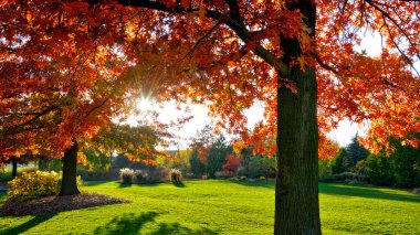 Güneş ışığı halka açık bir parktaki akçaağaçtan parlıyor.