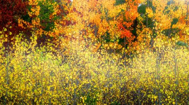 Abstract autumn leaf colour background 