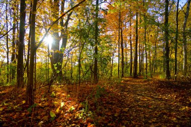 Lens flare in the forest footpath with autumn leaf colour