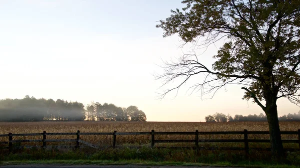 Foggy morning on the farm before sunrise