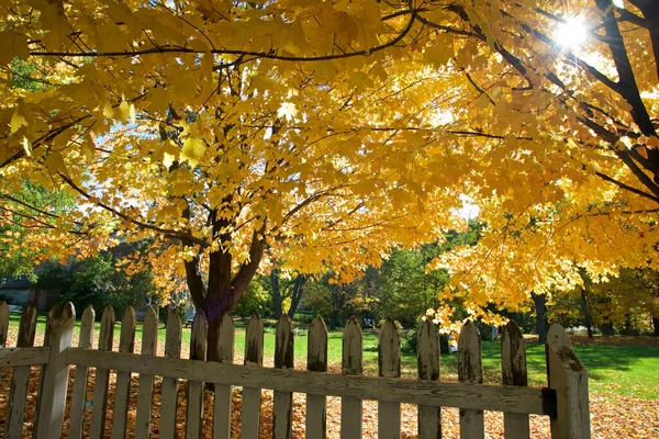 The landscape of the backyard with autumn leaf colour and a white picket fence