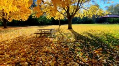 Park bankında sonbahar yaprağı rengi.