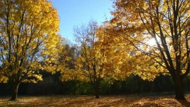 Panoramic view of a public park with autumn leaf colour