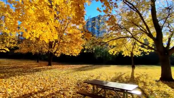 Panoramic View Autumn Leaf Colour Lens Flare — Stock Video