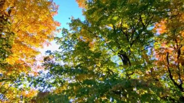 A lonely dirt road going through the woods during autumn with fall foliage. The camera pans from low angle view to the surface level