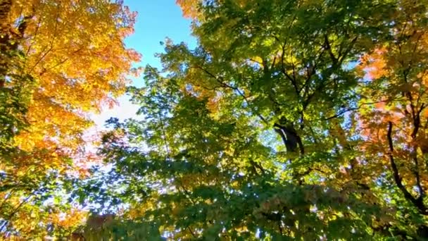 秋の紅葉の時期に森を抜ける寂しい未舗装の道 カメラは低角度から表面レベルまでパンします — ストック動画