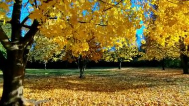 A public park with autumn leaf colour and lens flare.