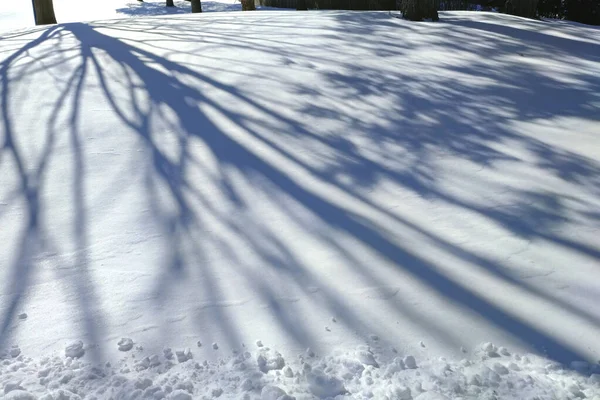 Light and shadow. Shadow of tree branches in the fresh snow