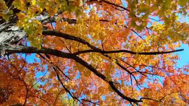Public Park Autumn Leaf Colour — Video