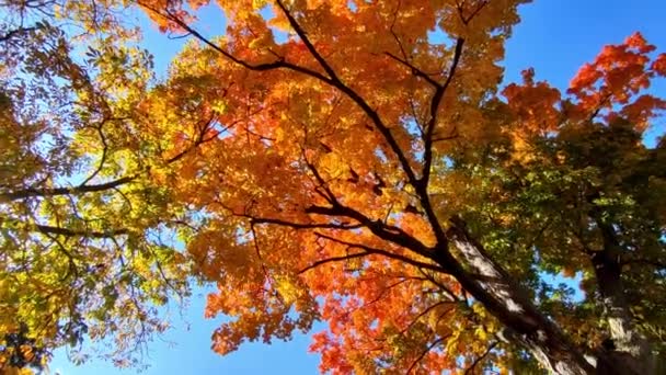 Низькокутний Вид Кленове Дерево Лінзовим Полум — стокове відео