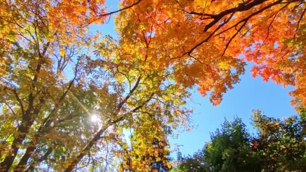 Camera Movement Autumn Leaf Colour — стоковое видео
