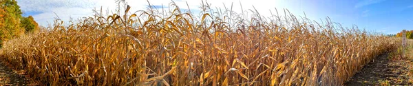 Web banner of the corn field in fall