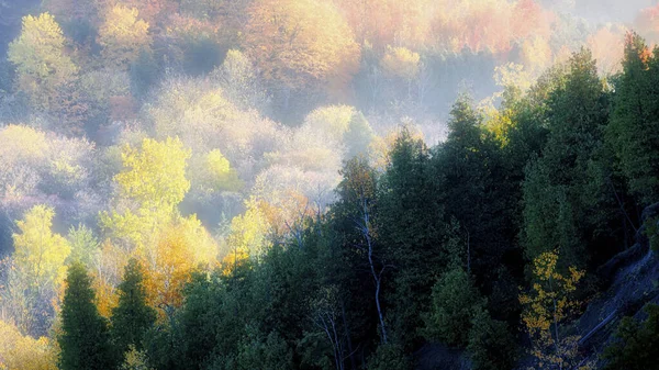 Autumn Leaf Colour Foggy Morning — Stock Photo, Image