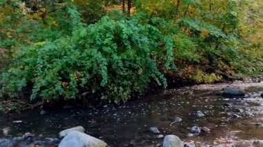 Toronto Edward Bahçesi 'nde akan su ve sonbahar yaprağı rengi