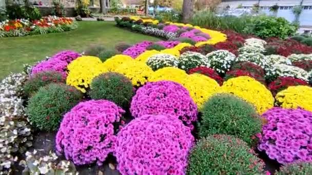 Beautiful Flowerbed Chrysanthemums — Stock Video