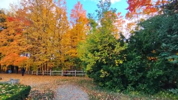 Ковер Листьев Осенью Кленовые Листья Покрывают Территорию Парка — стоковое видео