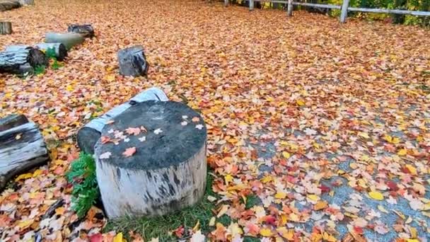 Прогулка Осенью Кленовые Листья Покрывающие Территорию Парка — стоковое видео