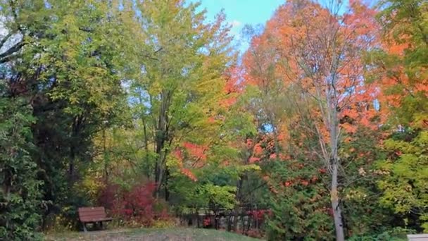 Осенний Цвет Листьев Общественном Парке Торонто Канада — стоковое видео
