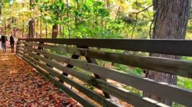 Sonbahar yaprağıyla köpeği gezdiriyorum. 