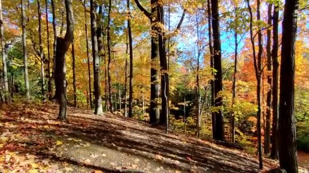 秋のカエデの森のパノラマ写真 — ストック動画