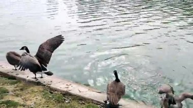 Aktif ördekler, yüzme ve kanat çırpma gölette
