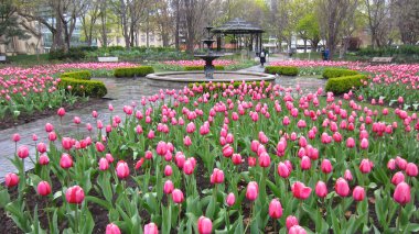 Toronto şehir merkezindeki halk parkında kırmızı lale