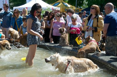 Toronto, Ontario, Kanada - 06 / 09 / 2013: Köpek çeşmeye atladıktan sonra su sıçratıyor 