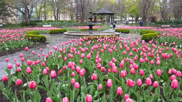 Rote Tulpe Öffentlichen Park Der Innenstadt Von Toronto — Stockfoto