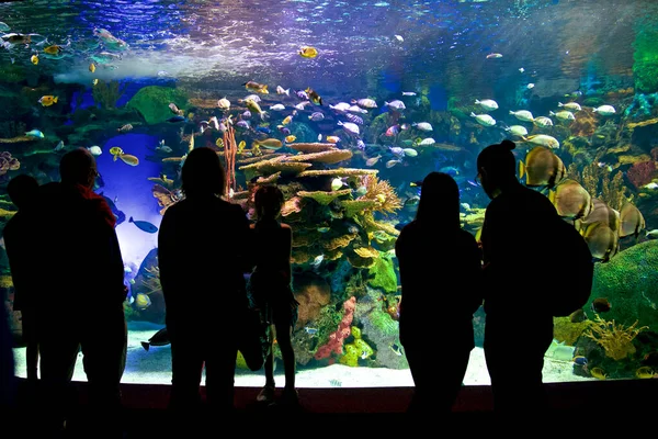 Silhouetten Van Mensen Die Naar Het Aquarium Kijken — Stockfoto