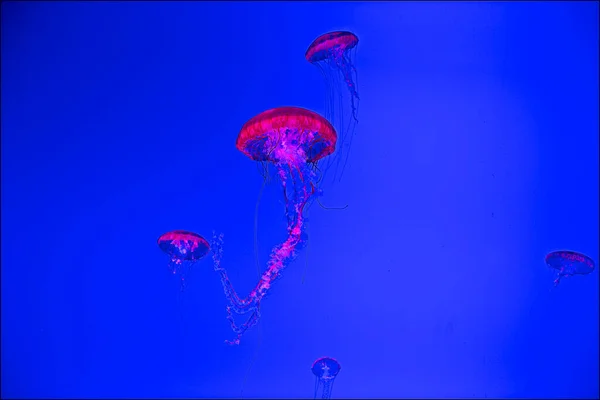 Macro Tiro Medusas Bajo Agua — Foto de Stock