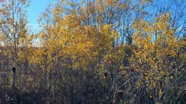 Sonbaharda rüzgarda esen sarı yaprakların arka planı.