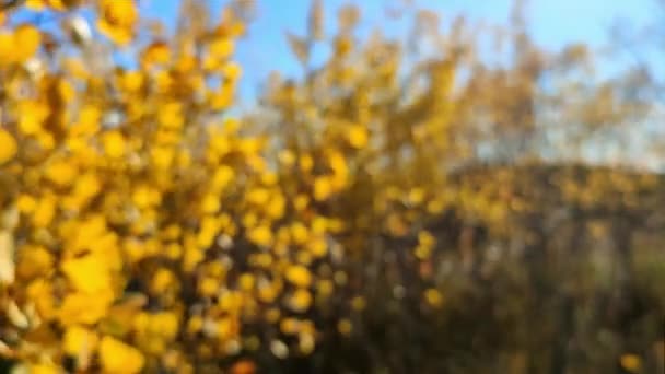黄叶在风中飘扬 — 图库视频影像