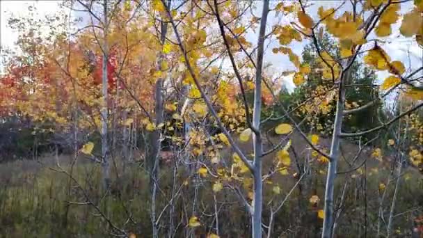 Sonbaharda Rüzgarda Süzülen Sarı Yapraklar — Stok video