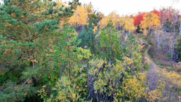 Jesienny Kolor Liści Odzyskanych Kopalni Odkrywkowych Ontario — Wideo stockowe