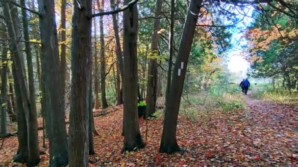一对夫妇在公园里散步 落叶自然背景 — 图库视频影像